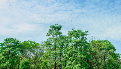 Fototapeta premium Tropical Forests