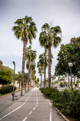 Fototapeta na wymiar Street with palm trees in Cartagena. Region of Murcia. Spain