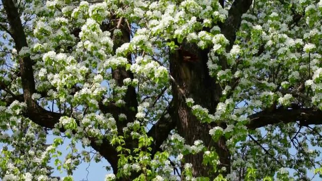 Vertical pan of a sunlit huge pear tree in extremely splendid white blossom. Revival of the nature after long and cold winter. Cheering spring spirit in the beautiful and meditative full HD footage.