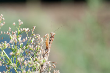 mantide religiosa,Praying Mantis