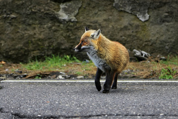 Fox