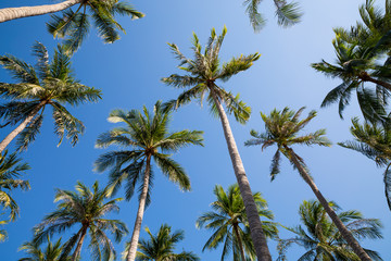 Fototapeta na wymiar Palmen in Vietnam
