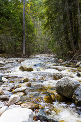 Flowing Freshwater Creek in Forest Terrain Wilderness
