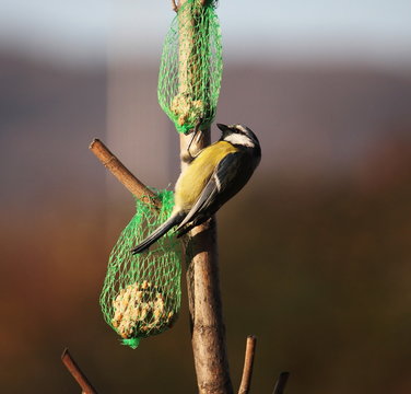 m&eacute;sange &agrave; table 