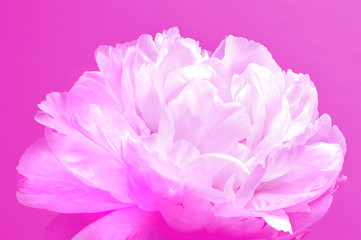 Fototapeta premium Abstrakte Blüte
