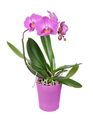 Naklejka na ściany i meble Purple orchid flower