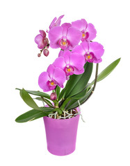 Purple orchid flower - 100346594