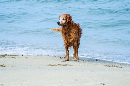 Golden retriver Dog playing on the beach