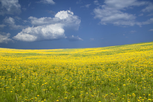 Wide field with yellow flowers and blue sky. Field of dandelions. Image for background.