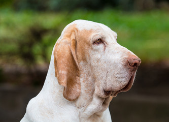 Bracco italiano