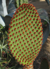 Cactus