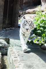 Fototapeta premium White Bengal tiger