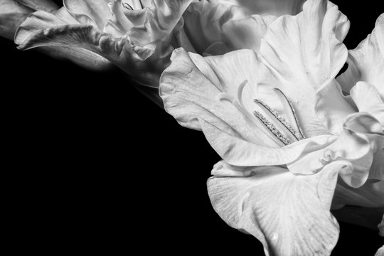 Fototapeta Black and white gladiolus