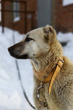 Алабай 2