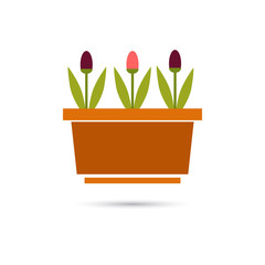 Color illustration of tulip in the pot