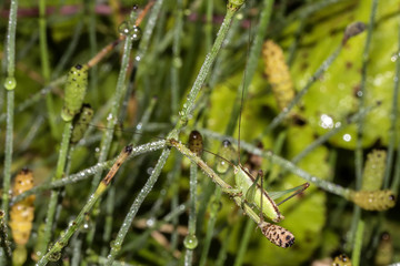 Green grasshopper on a grass with dew