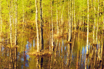 Flooded Forest at Spring