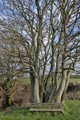 Fototapeta premium banc au pied d'un arbre en hiver
