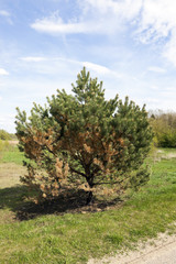 dried spruce, close-up  