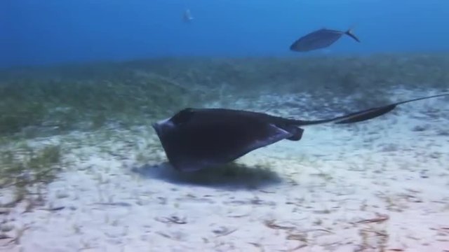 Stingray in search of food on the sandy bottom of the sea. Amazing, beautiful underwater world Bahamas and the life of its inhabitants, creatures and diving, travels with them. 