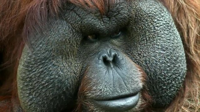 Face with excellent cheeks close up of orangutan male, chief of monkey family, looking around. Human expression on macro face of great ape. Amazing beauty of wildlife in full HD footage.
