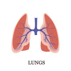 Color illustration of human lungs
