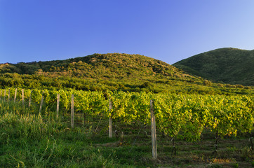 Fototapeta na wymiar Landscape of vineyard and hills