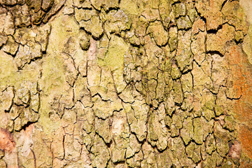 in england london old bark