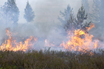 Forest and heath in fire. Appropriate to visualize wildfires or prescribed burning.