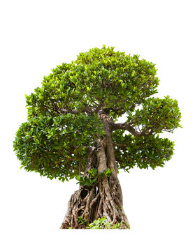 Green bonsai tree of banyan, isolated on white background