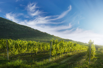 Fototapeta na wymiar Vineyard rows with hill in the background