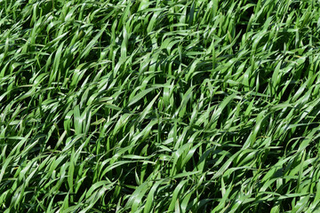 Field of young green barley