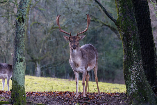 Begegnung mit einem Damhirsch