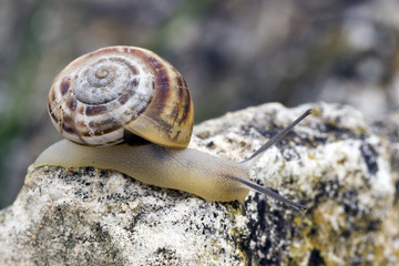  snail crawls up on the gray stone.