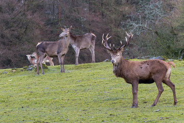 Rothirsch mit Rudel