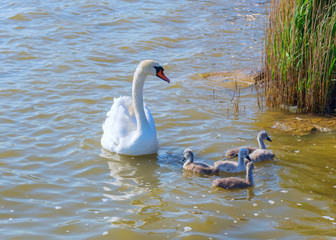  goose with young goslings swim in the lake.