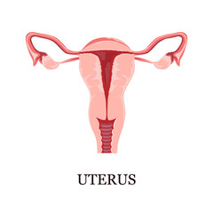 Color illustration of the female uterus
