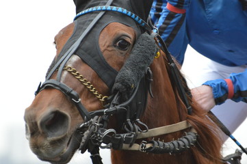 Obraz premium trotteur
