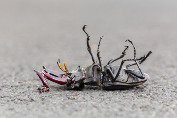 Lucane victime de la route