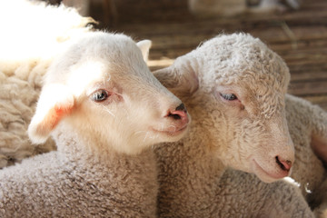 Naklejka premium portrait of lamb to pasture in the village