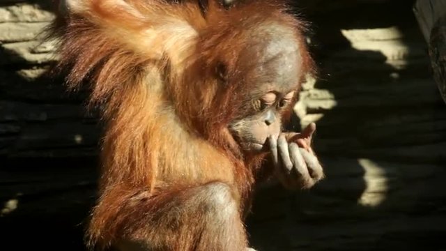 A sunlit orangutan kid close up, hard scratching himself on shadow background. Human like monkey with very fun expression. Amazing beauty of the wildlife in the full HD footage.
