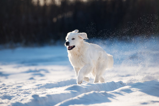 happy golden retriever dog running outdoors in winter