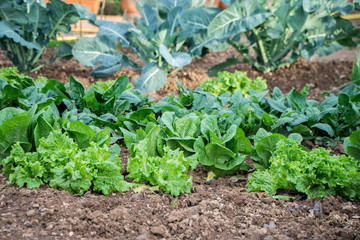 garden, grow vegetables, young shoots of lettuce