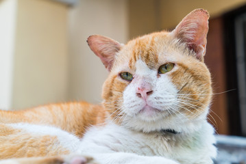 Fototapeta premium Old cat looking to something