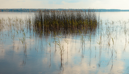 Fototapeta premium Reeds in the lake