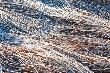 Frozen grass