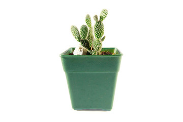 Opuntia microdasys in green pot, Cactus isolate on white background