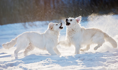 Plakat two dogs playing in the snow