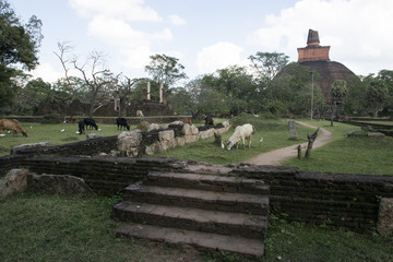 Dagobas y vacas en Anuradhapura, Sri Lanka.