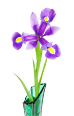 Violet Iris Flower